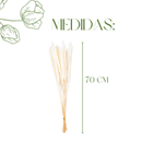 Mini Pampas Pluma Grass Desidratado 70cm - foto 3