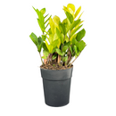 Planta Zamioculca Camaleão Variegata Pote 17