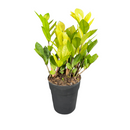 Planta Zamioculca Camaleão Variegata Pote 17 - foto 3
