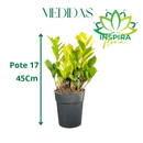 Planta Zamioculca Camaleão Variegata Pote 17 - foto 2