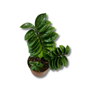 Planta Zamioculca Zenzi Verde Pote 15 - foto 3