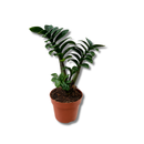 Planta Zamioculca Zenzi Verde Pote 15