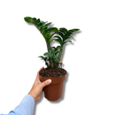 Planta Zamioculca Zenzi Verde Pote 15 - foto 2